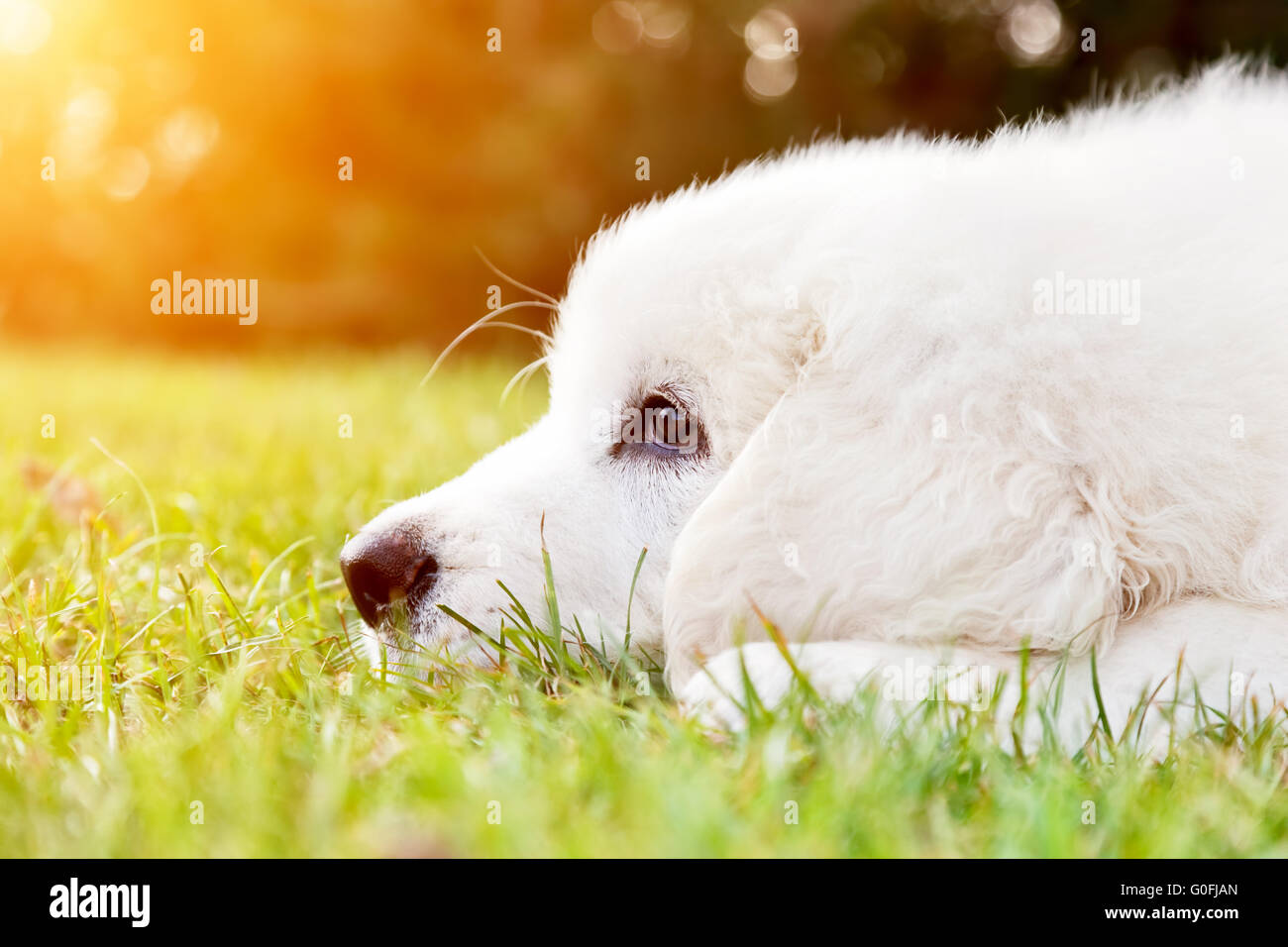 Niedlichen weißen Welpen Hund auf dem Rasen liegen. Polnischen Tatra Schäferhund Stockfoto