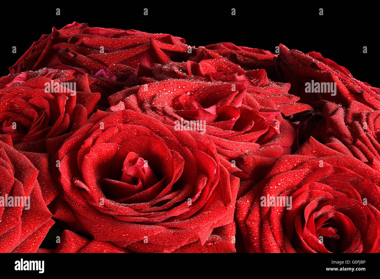 Nasse Rosen Blumen auf schwarzem Hintergrund isoliert. Ideal als gestalterisches Element oder Grußkarten zum Valentinstag Stockfoto