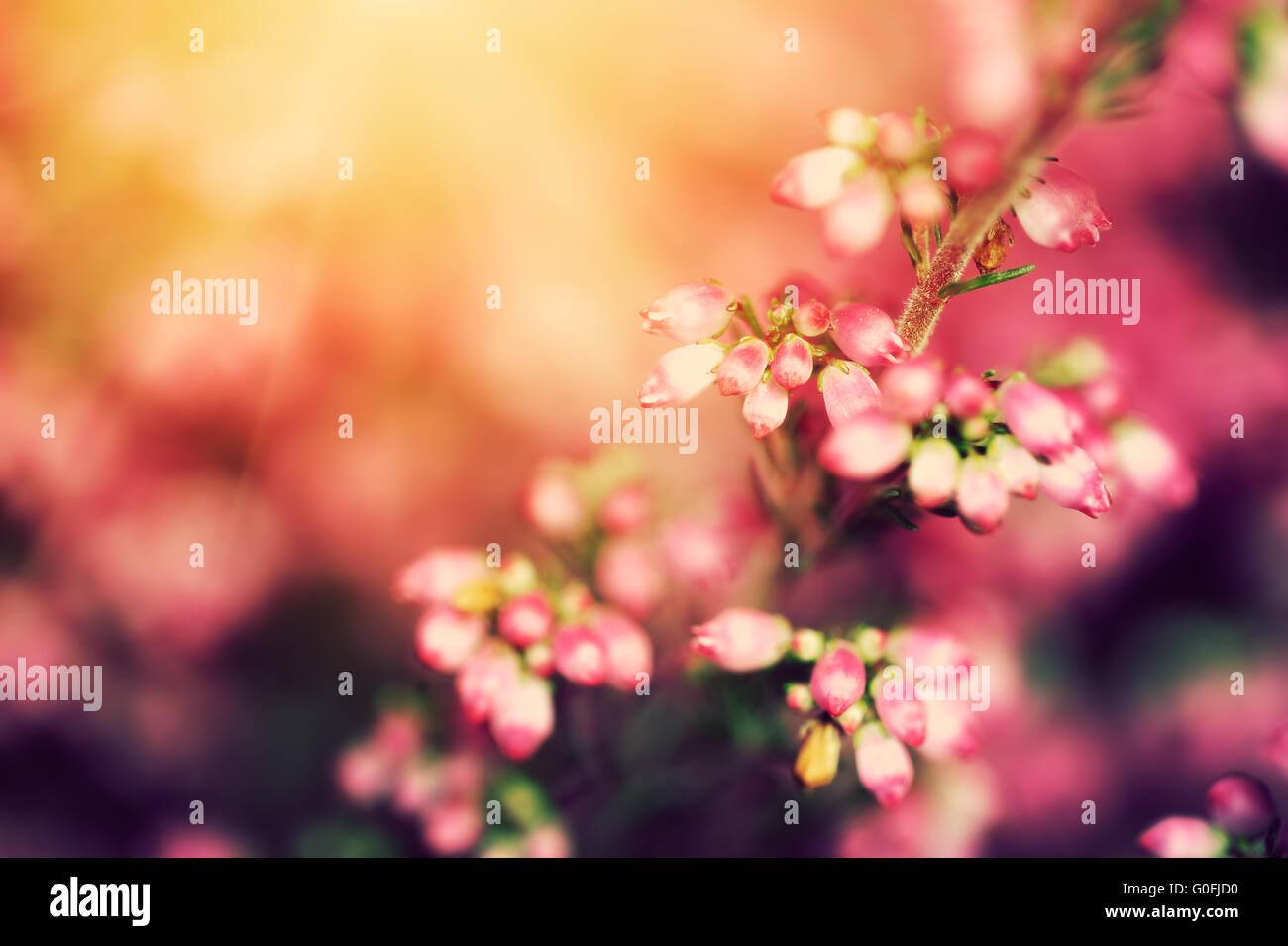 Heather Blumen auf einen Sturz, Herbst Wiese im einst strahlende Sonne, warme Stimmung verleiht. Vintage retro s Stockfoto