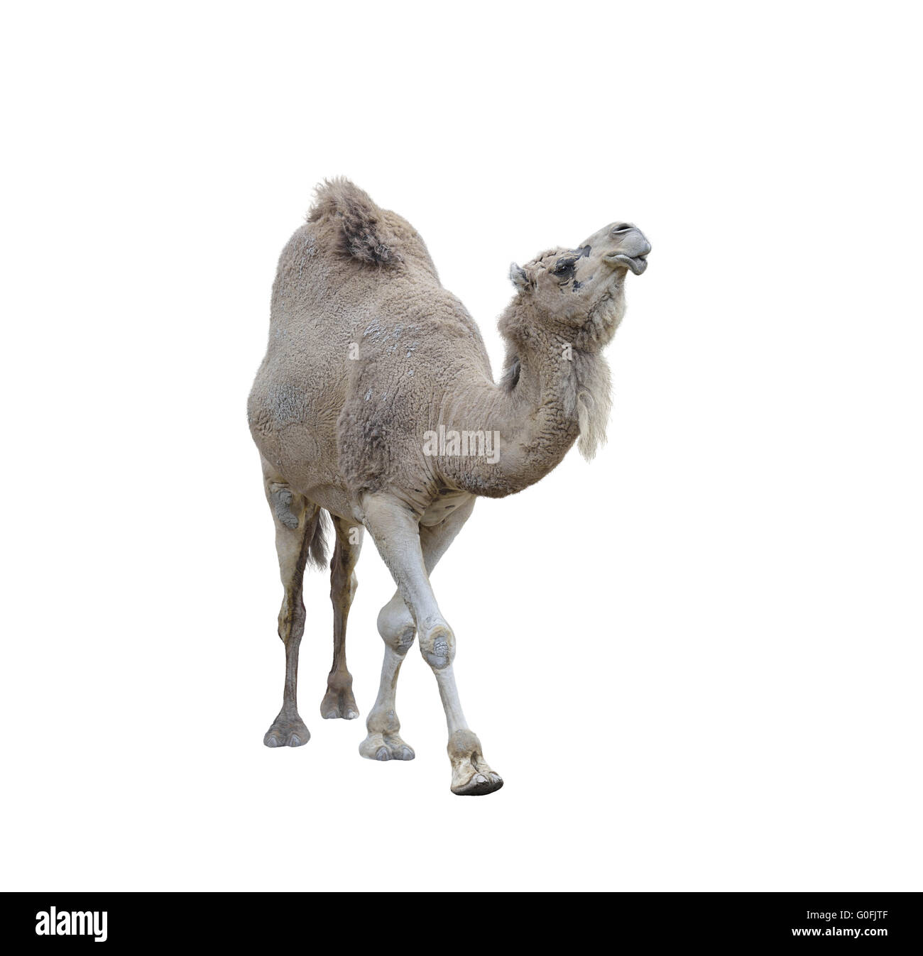 Single-bucklig Camel Stockfoto