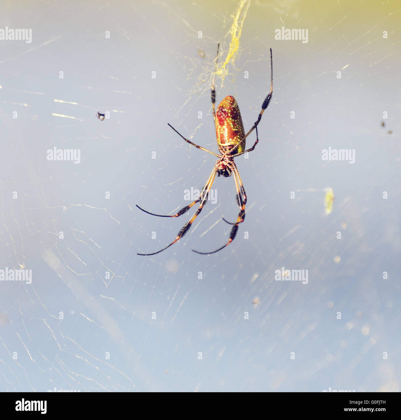 Bananenspinne seine Web Stockfoto