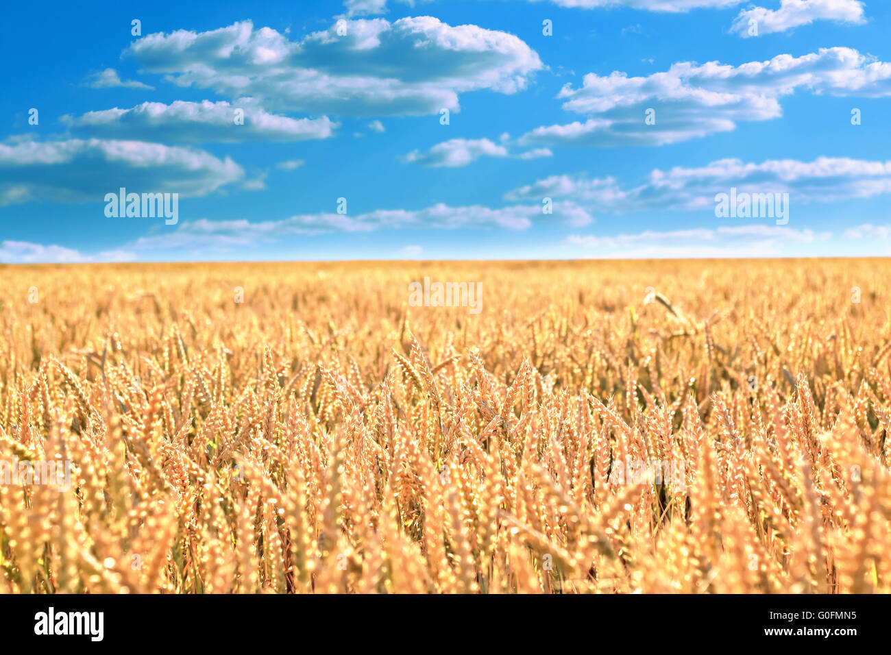Weizenfeld unter dem blauen Himmel Stockfoto