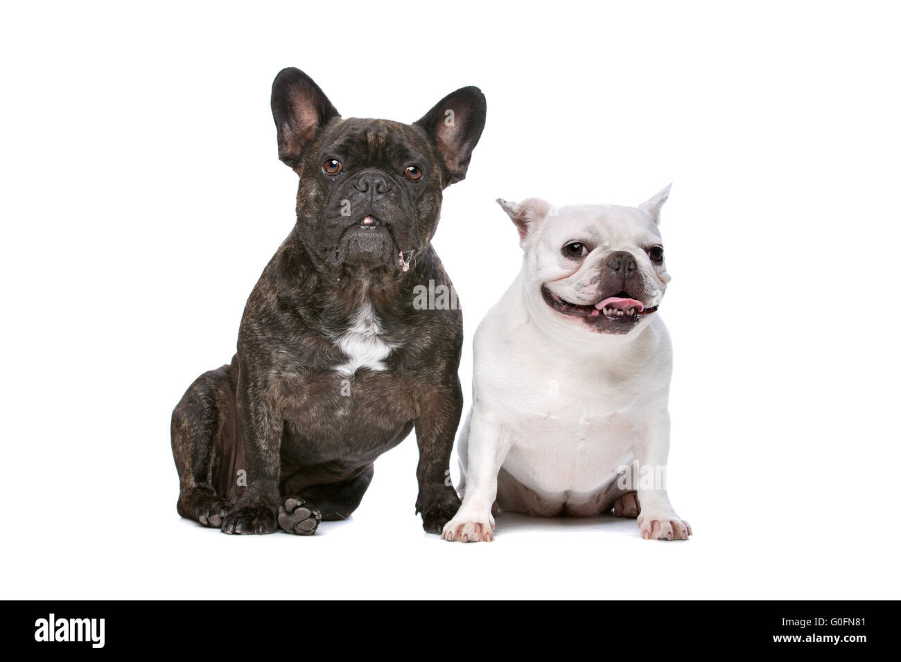 zwei französische Bulldoggen Stockfoto