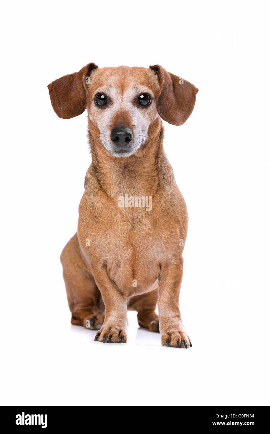 Dackel-Blick in die Kamera Stockfoto