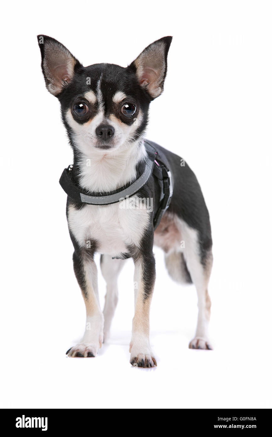 Schwarze und weiße Chihuahua Hund Stockfoto