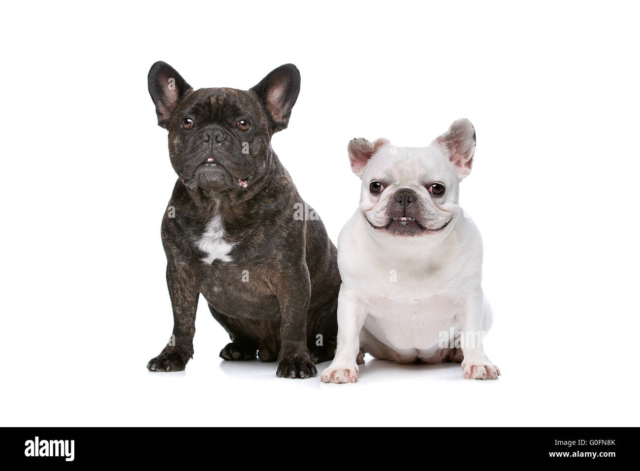zwei französische Bulldoggen Stockfoto