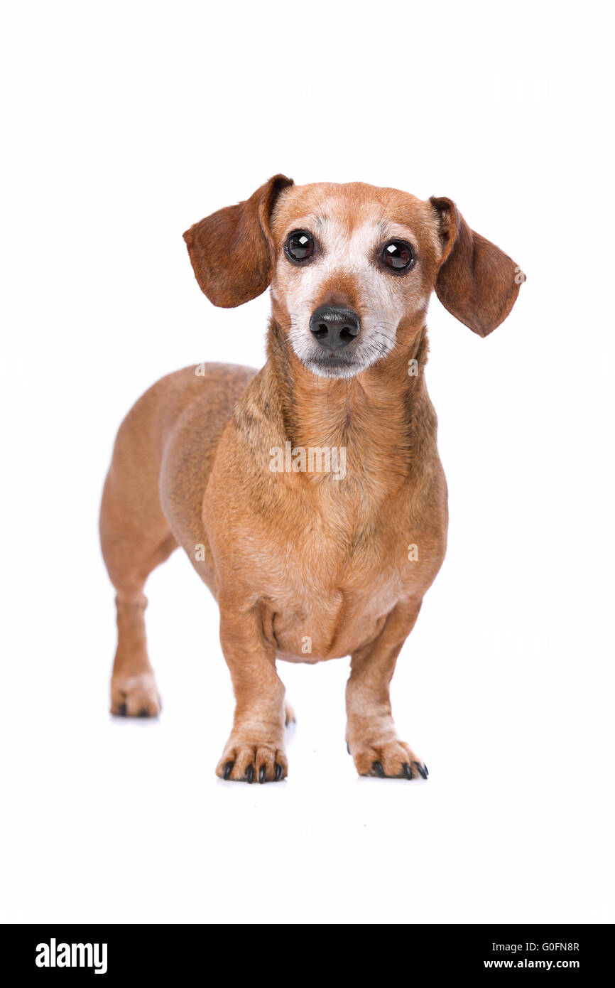 Dackel-Blick in die Kamera Stockfoto