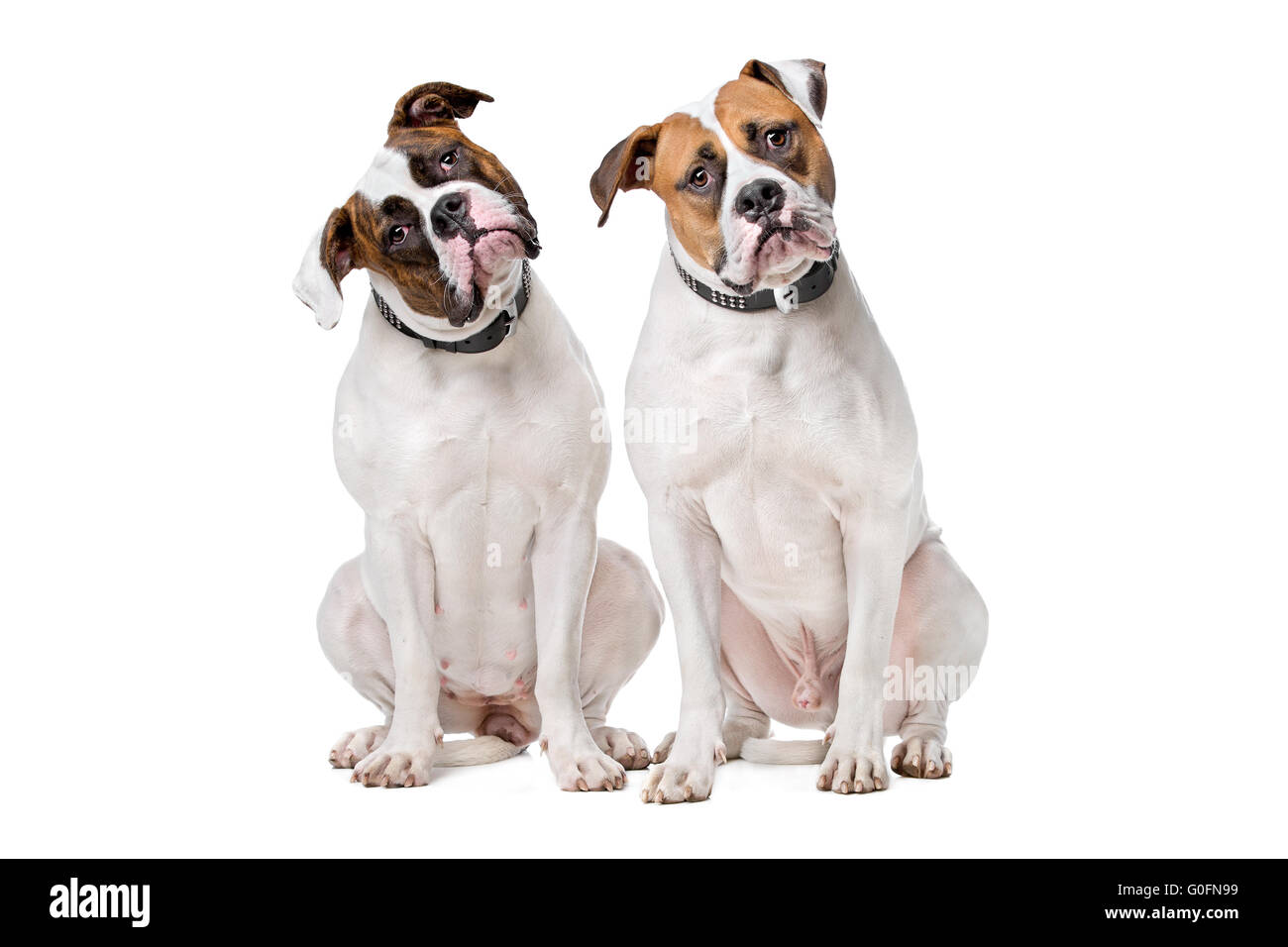 zwei American Bulldogs Stockfoto