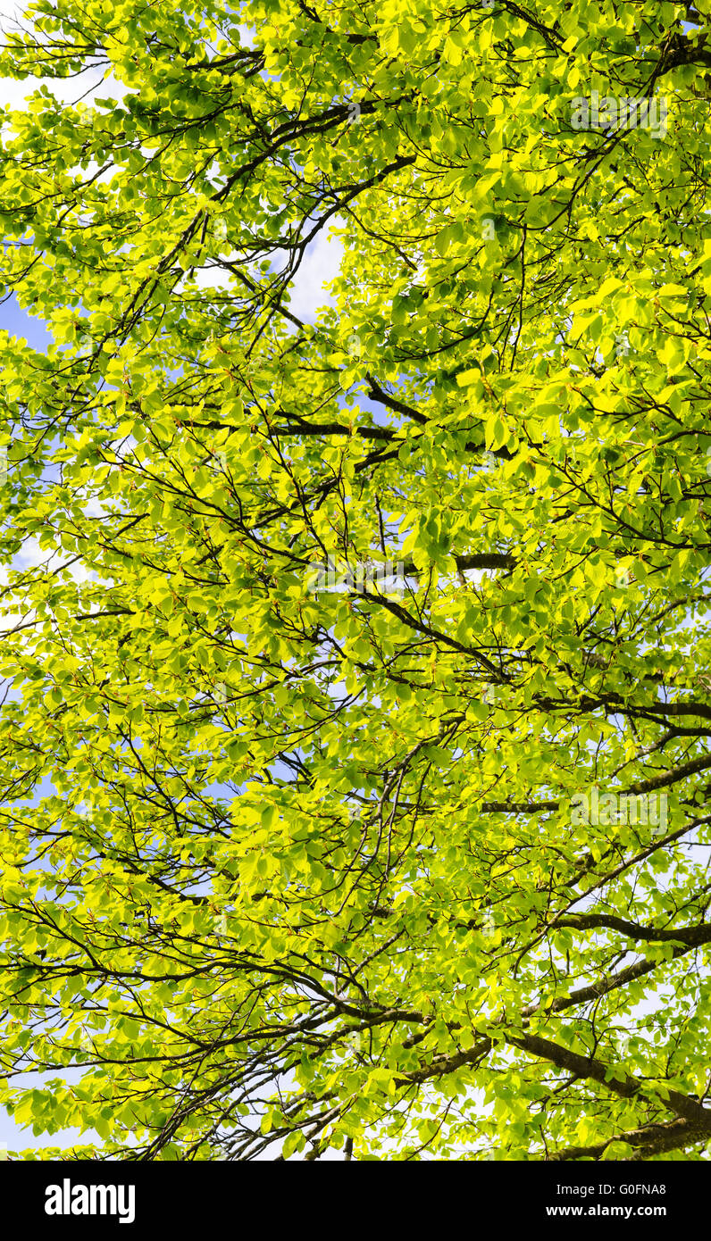 49+ Buche Baum Kaufen, Suchen sie einen einzigartigen, immergrünen