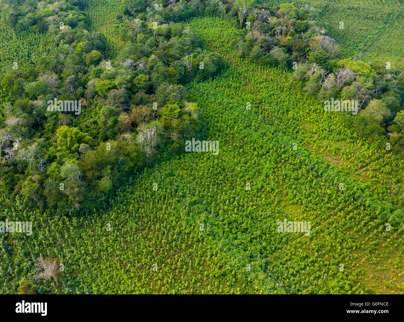 PUERTO JIMENEZ, COSTA RICA - Aerial Teak Plantage auf der Halbinsel Osa. Stockfoto