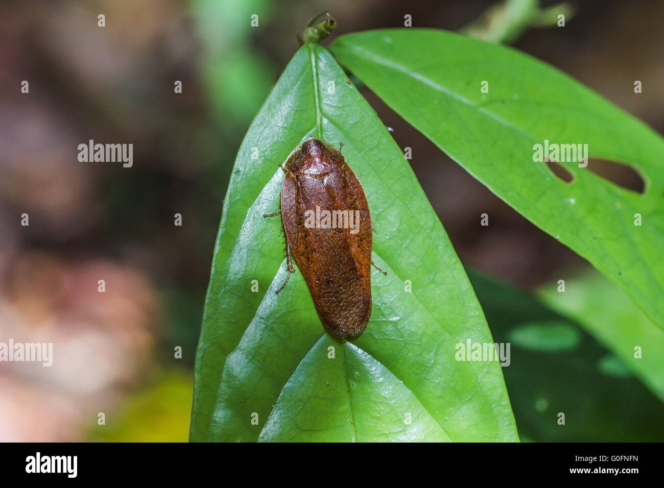Nicht eingestuft Insekt (prob Heteroptera) Kambodscha Stockfoto