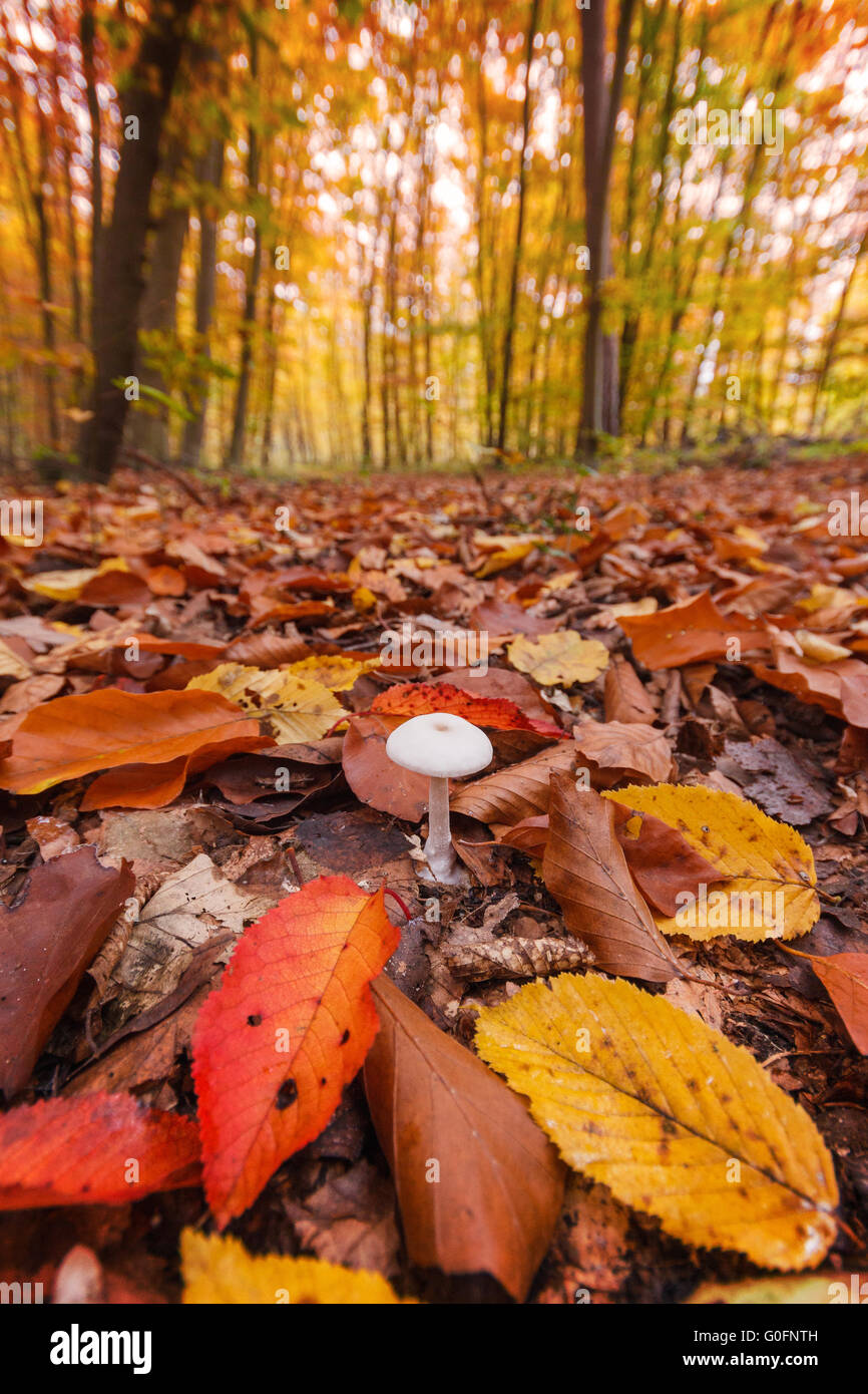 Weißer Pilz im herbstlichen Wald Stockfoto