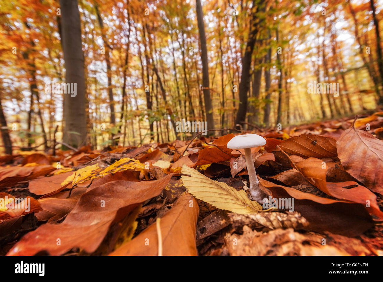 Weißer Pilz im herbstlichen Wald Stockfoto