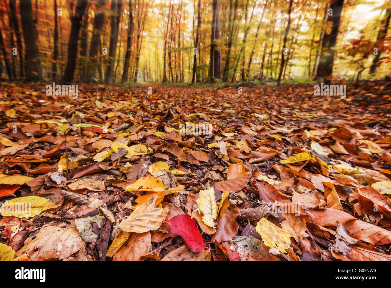 Herbstlaub im Wald Stockfoto