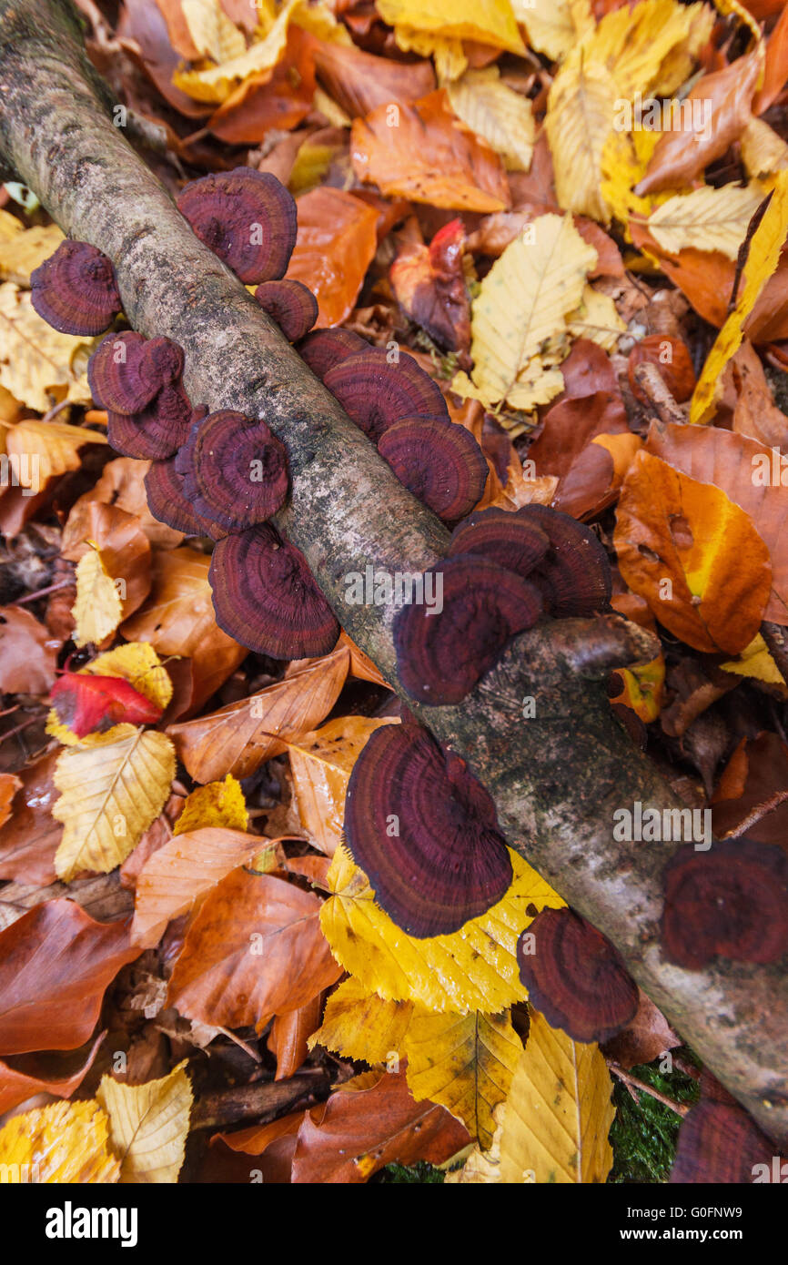 Pilze auf einem Ast und fallen Blätter Stockfoto
