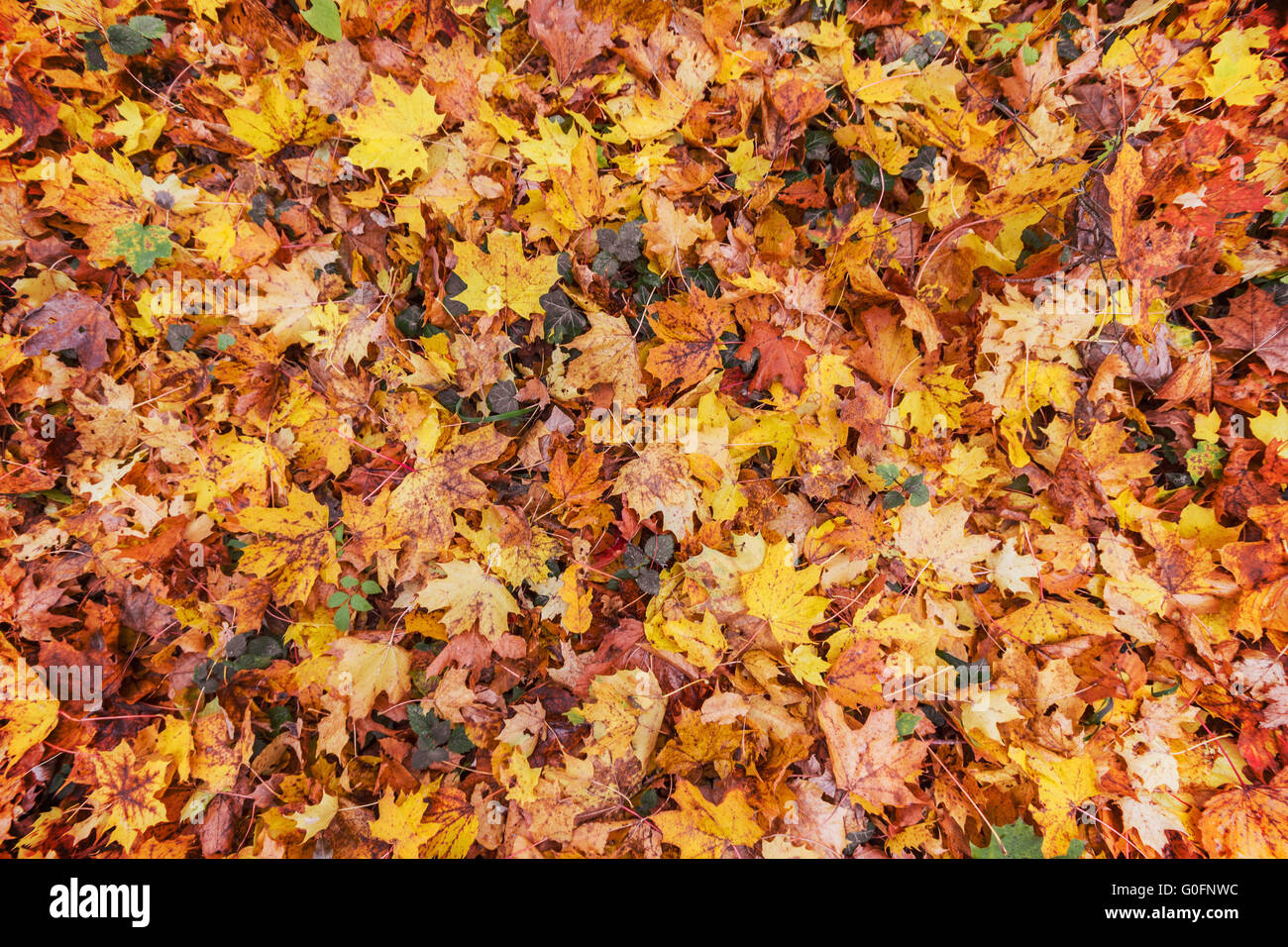 Herbst, Orange und gelb Laub auf Boden Stockfoto