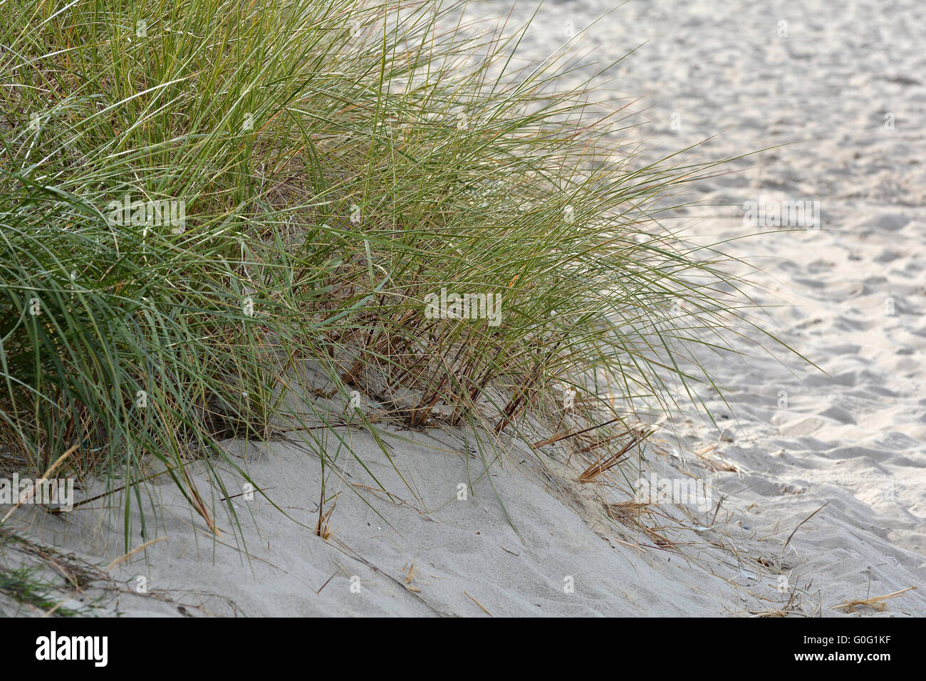 Rasen Sie am Strand der Ostsee Stockfoto