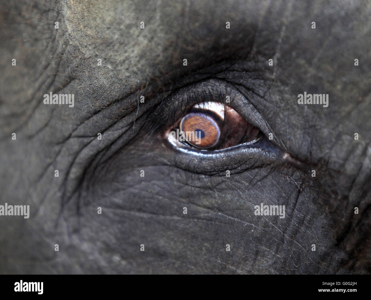 Elefant-Auge-Nahaufnahme Stockfoto