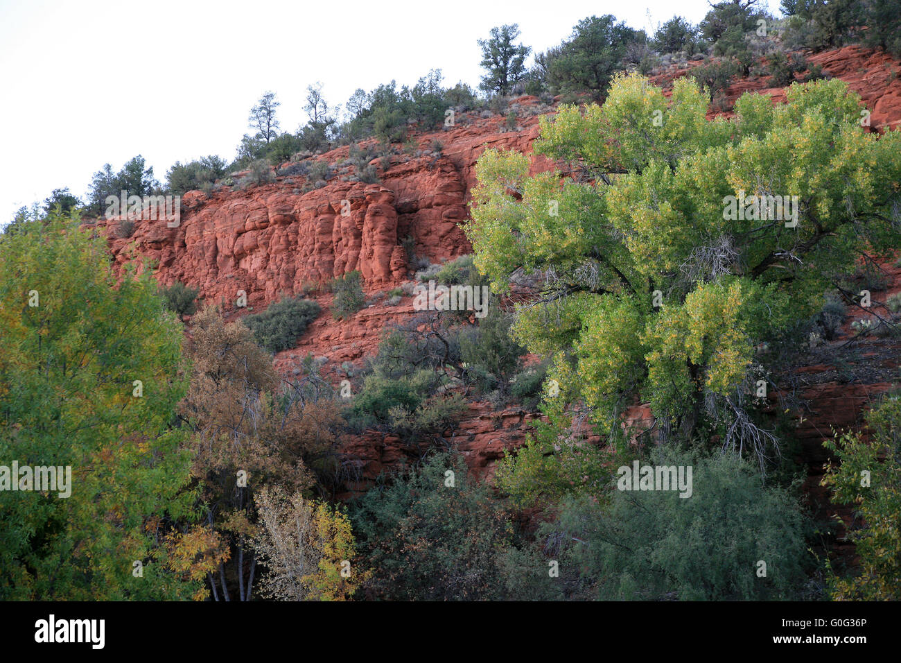 Indian Summer und roten Felsen bei Sedona, Arizona, USA Stockfoto