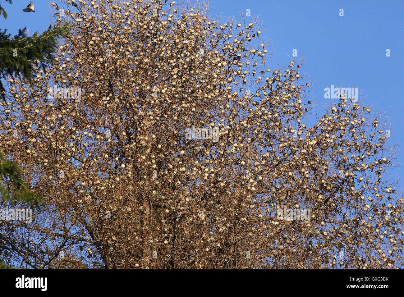 Bergfinken wie Früchte in einem Baum Stockfoto