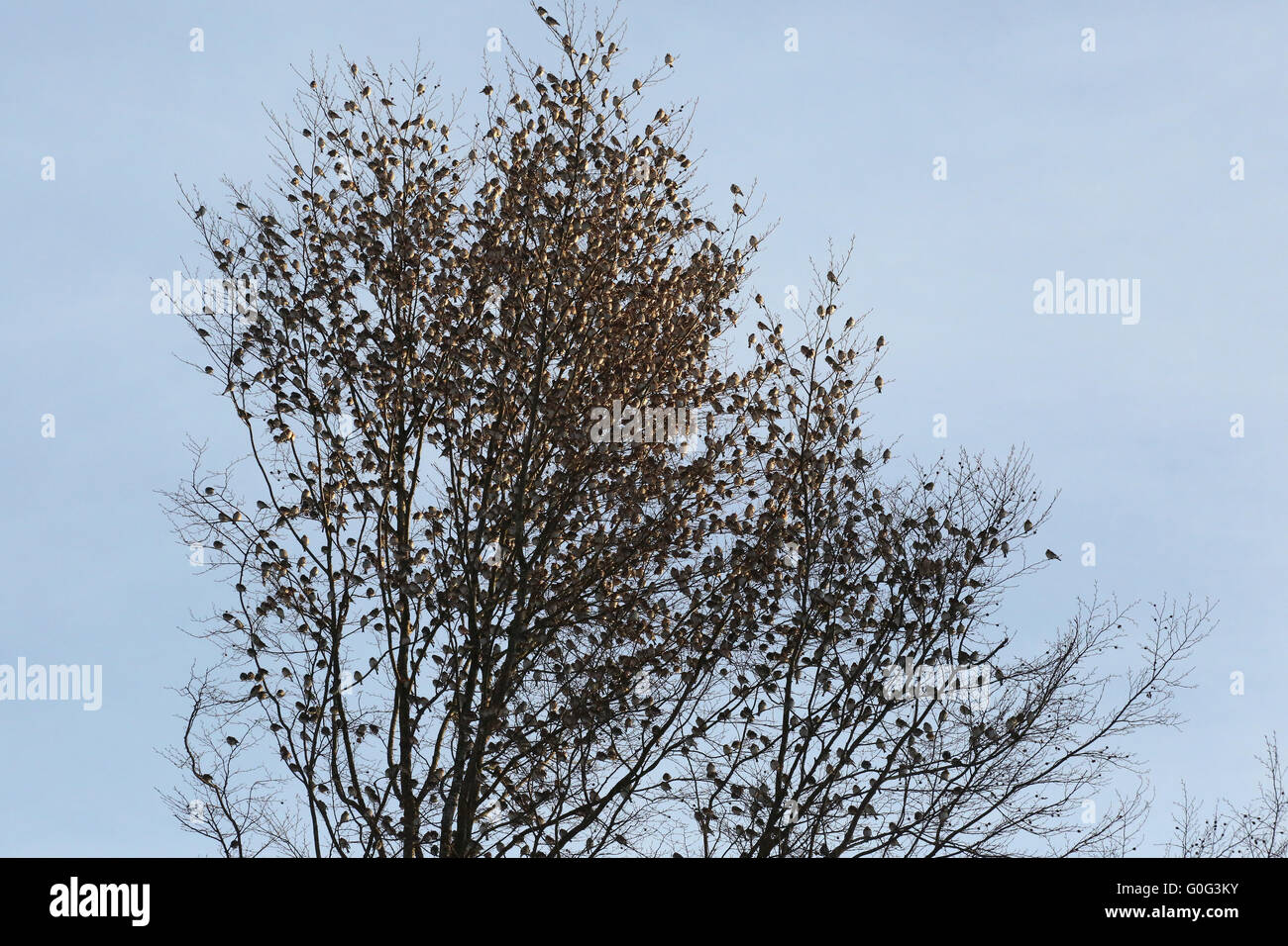 Bergfinken in einem Baum Stockfoto