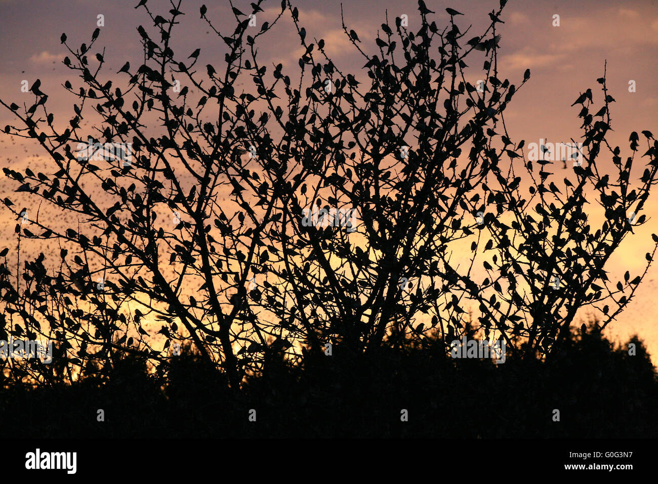 Bergfinken in einem Baum in Hasel Stockfoto