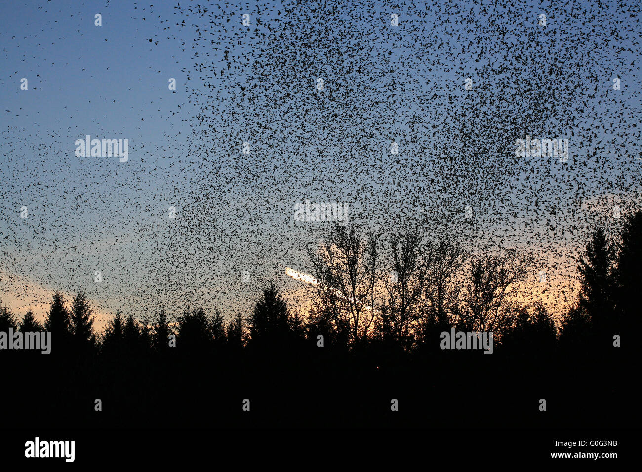 Eine Herde von Bergfinken in Hasel Stockfoto