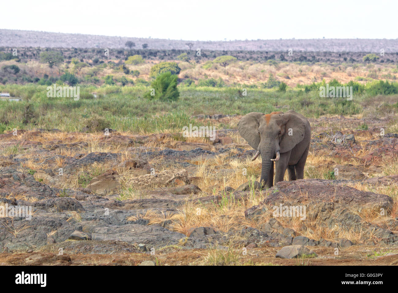 einsamen Elefanten im Krüger-Nationalpark Stockfoto