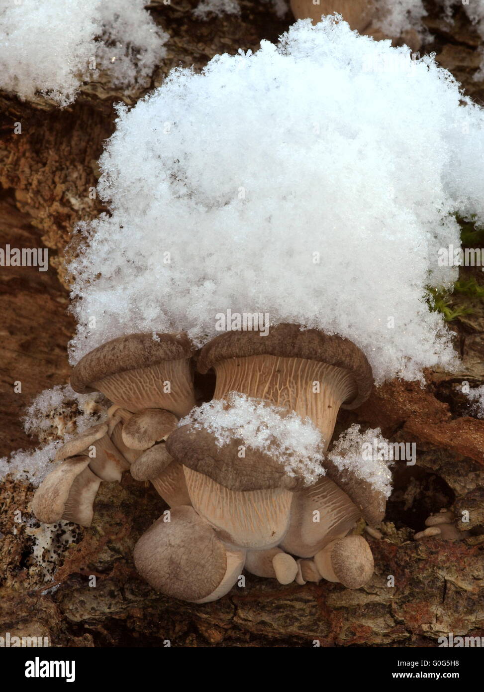 Austernpilze mit Schnee Stockfoto