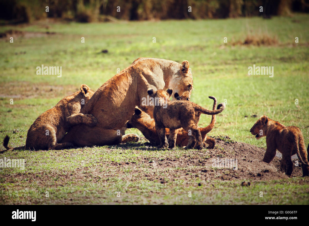 Kleine Löwenbabys mit Mutter. Tansania, Afrika Stockfoto