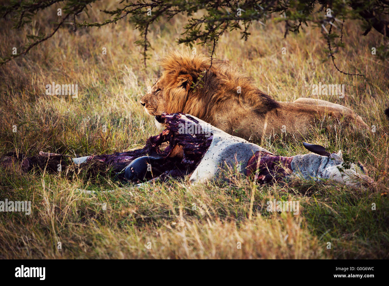 Löwe und seine Beute auf Savanne, Serengeti, Afrika Stockfoto