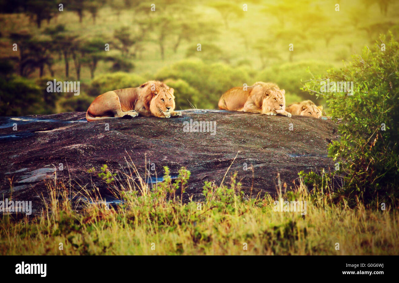 Löwen auf Felsen Savanne bei Sonnenuntergang. Safari in der Serengeti, Tansania, Afrika Stockfoto