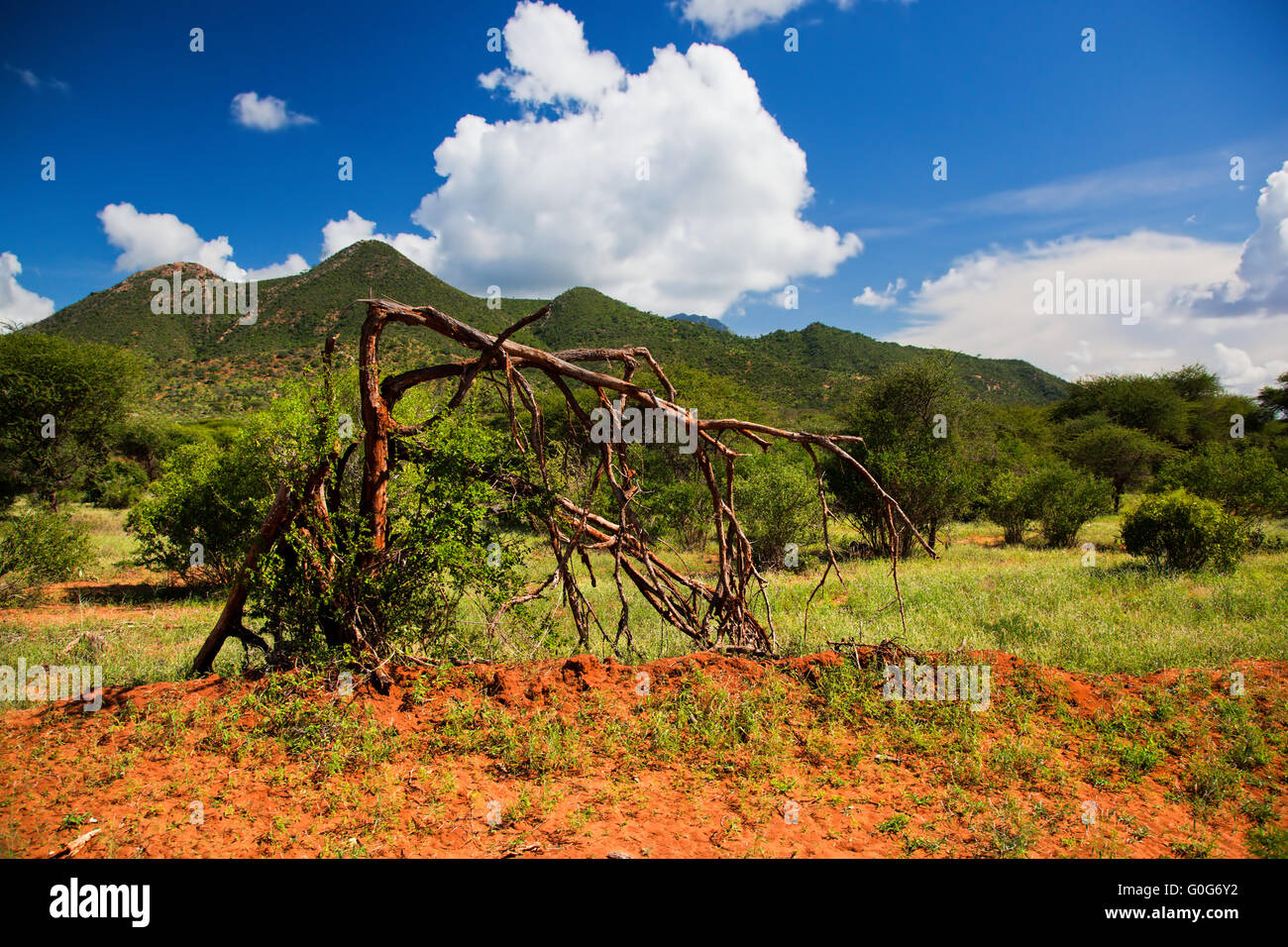 Bush und Savanne Landschaft. Tsavo West, Kenia, Afrika Stockfoto