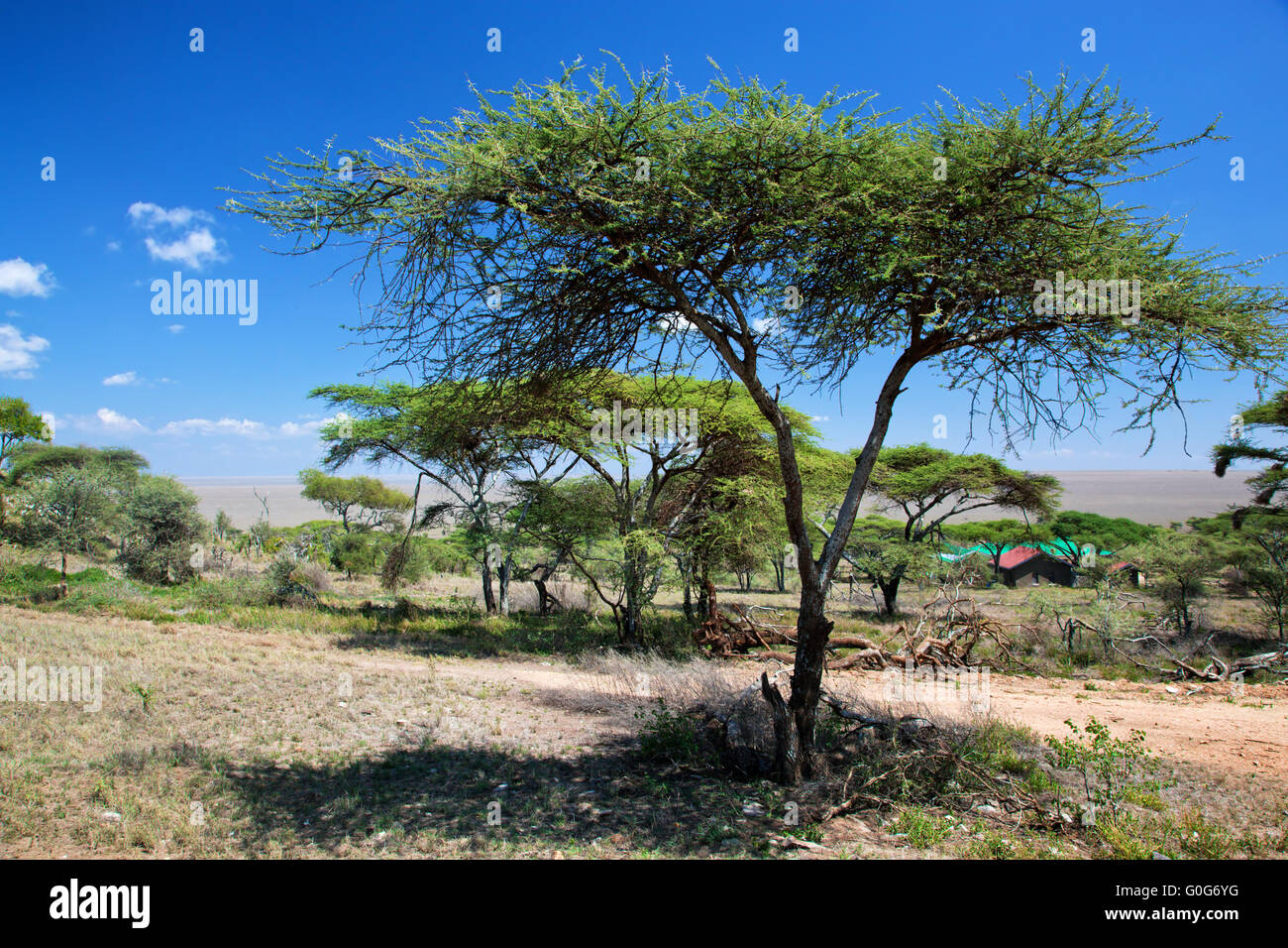 Savannenlandschaft in Afrika, Serengeti, Tansania Stockfoto