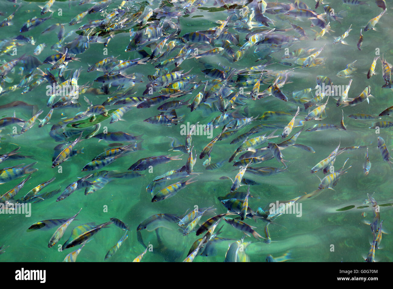 Bunte Fische im Fjord Khor Ash-Sham in Oman Stockfoto