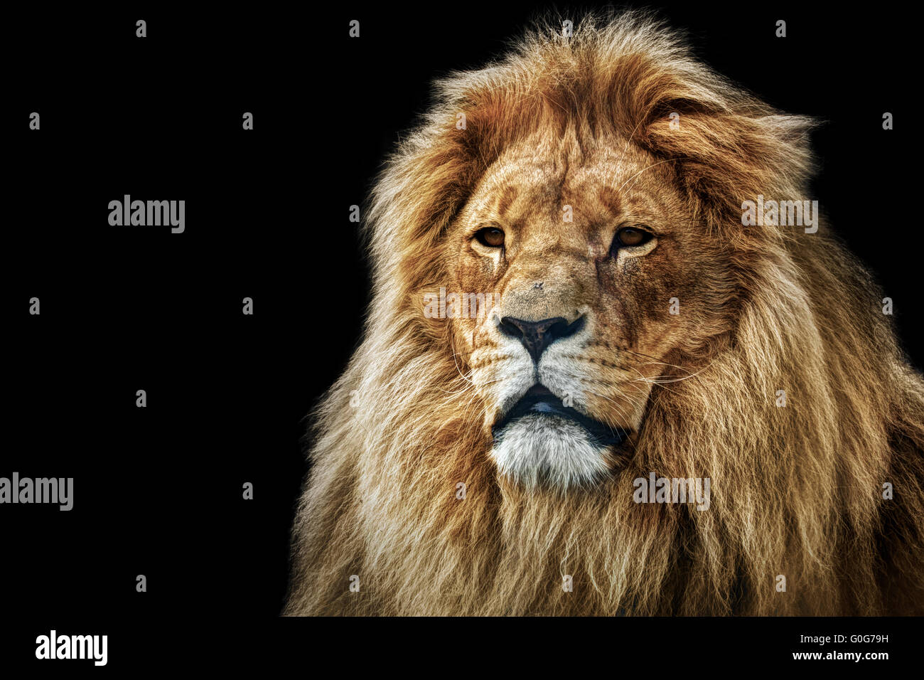 Löwen-Portrait auf schwarzem Hintergrund. Große Erwachsene Löwe mit reichen Mähne. Stockfoto