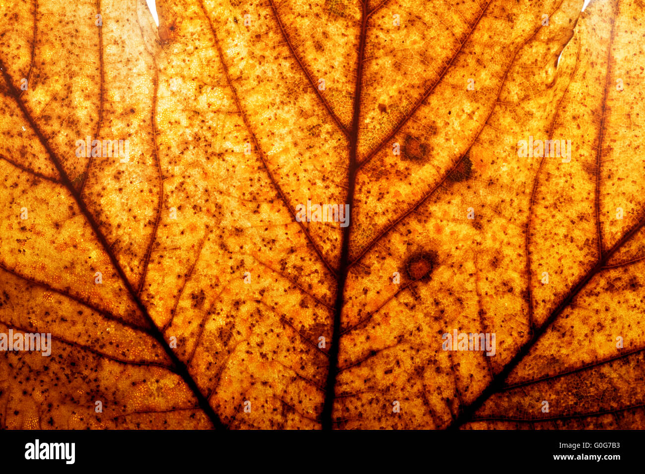 Rote und gelbe Herbst Ahorn Blatt Hintergrund. Natürliche Struktur der Venen Stockfoto