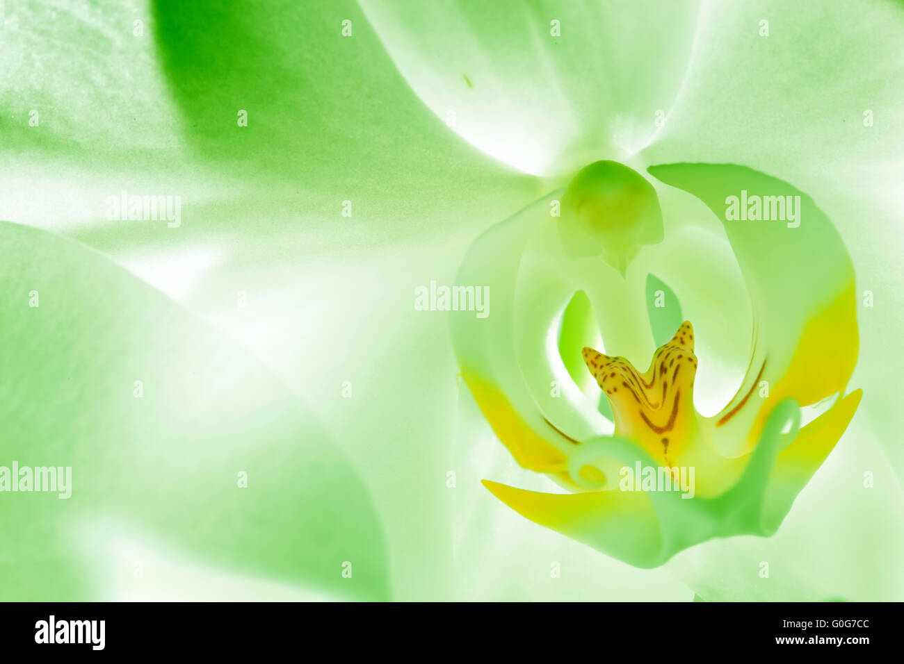 Grüne Orchidee Blume hautnah. Blüte mit Schwerpunkt Textfreiraum Stockfoto