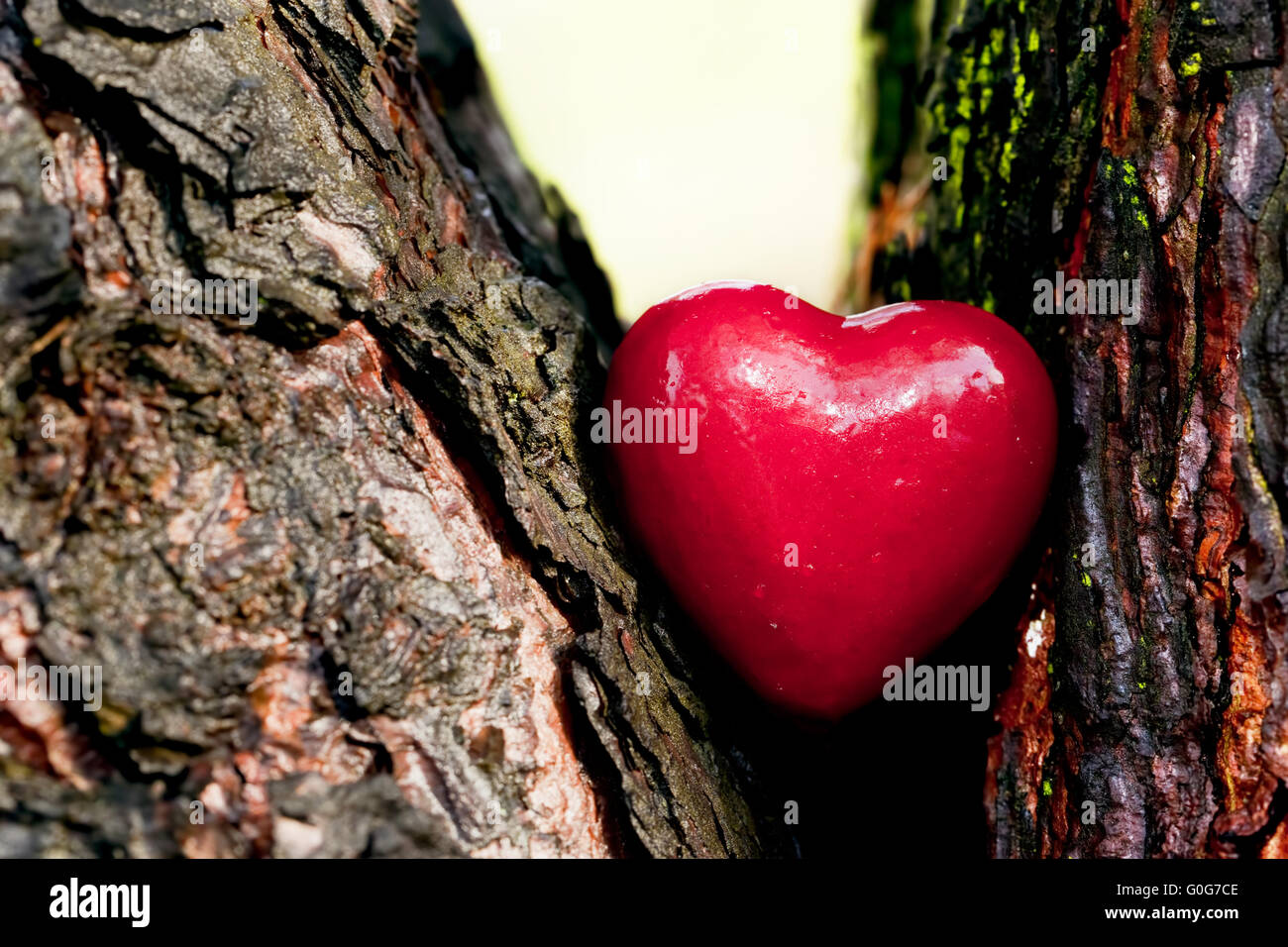 Rotes Herz in einen Baumstamm. Romantisches Symbol der Liebe Stockfoto