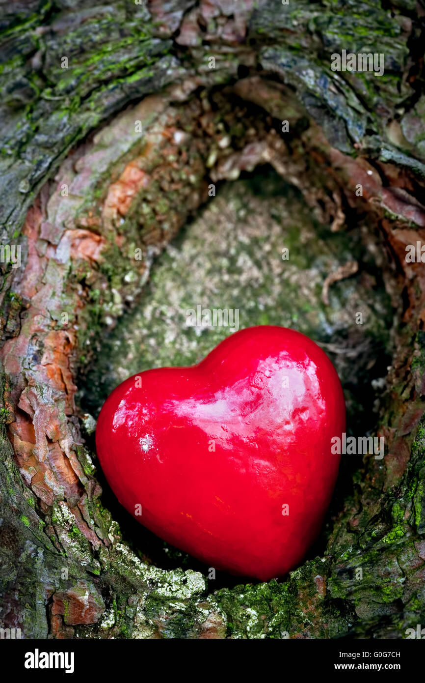 Rotes Herz in einen hohlen Baum. Romantisches Symbol der Liebe Stockfoto