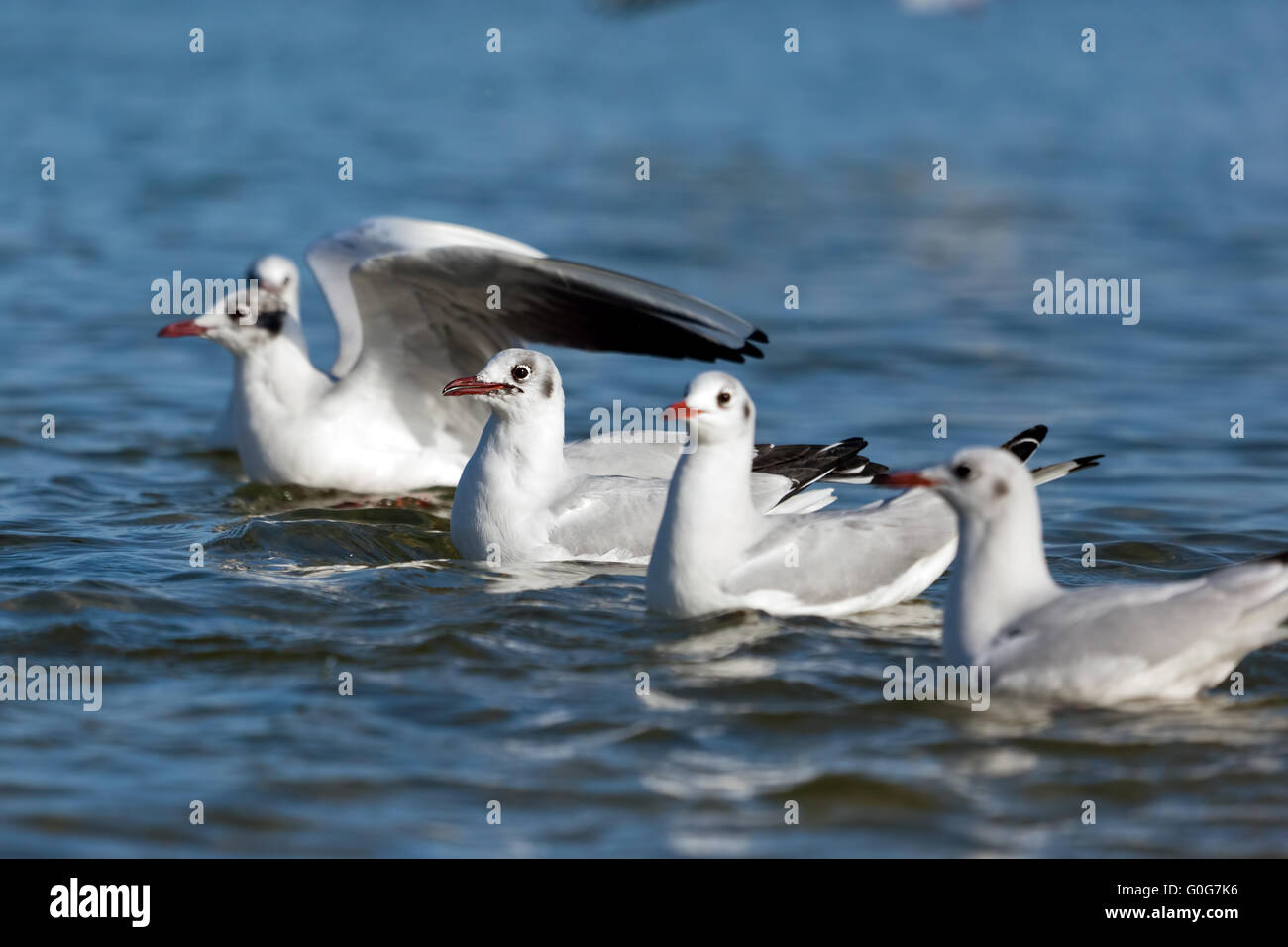 Möwen schweben auf dem Meer in einer Linie. Natur Stockfoto