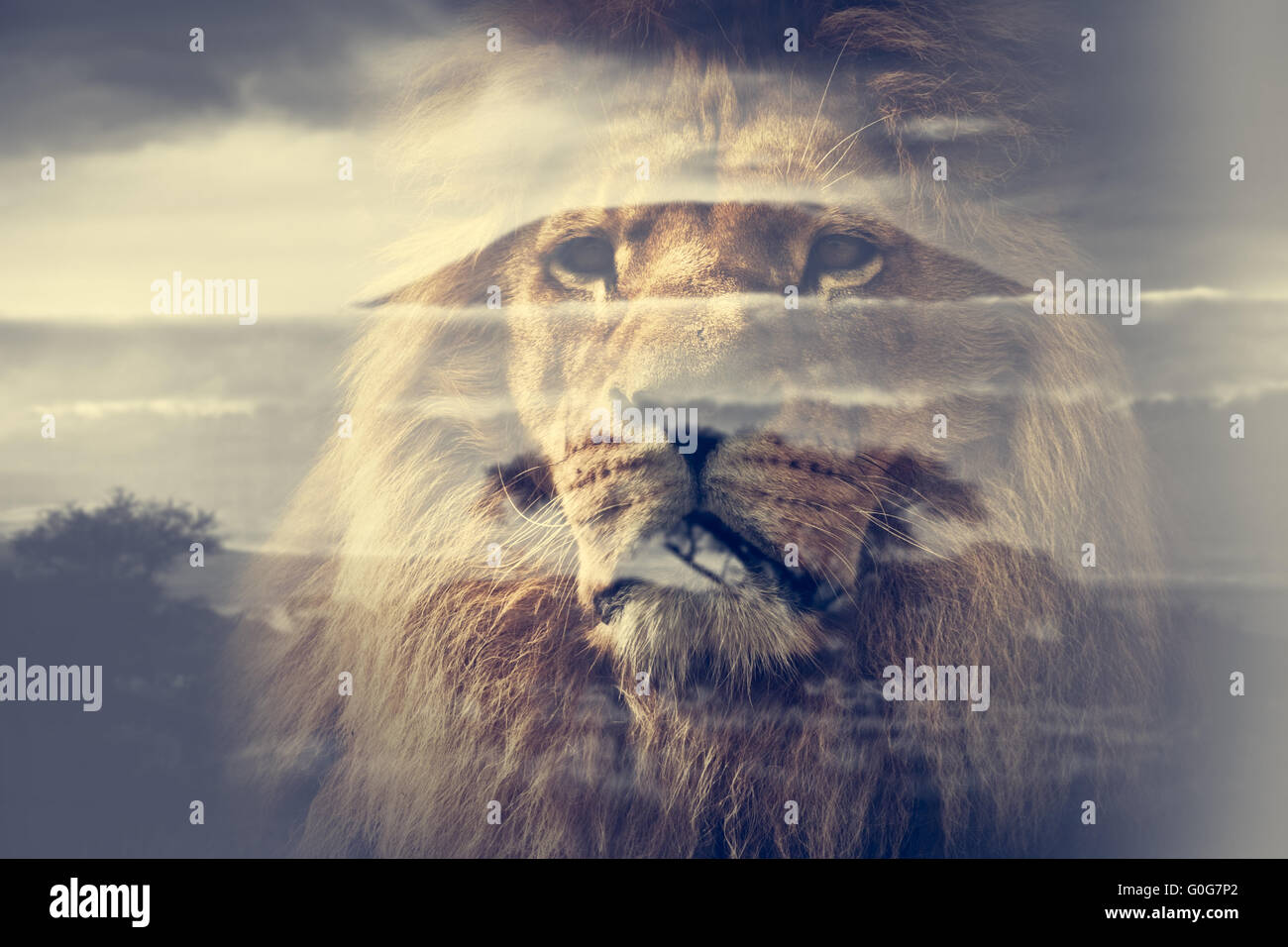 Doppelbelichtung Löwen und dem Kilimandscharo Savannenlandschaft. Stockfoto