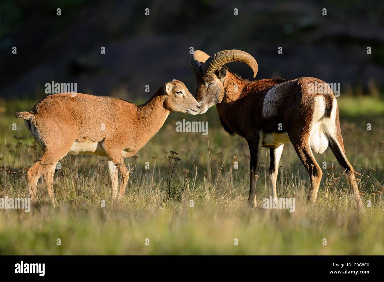 Mufflon Stockfoto