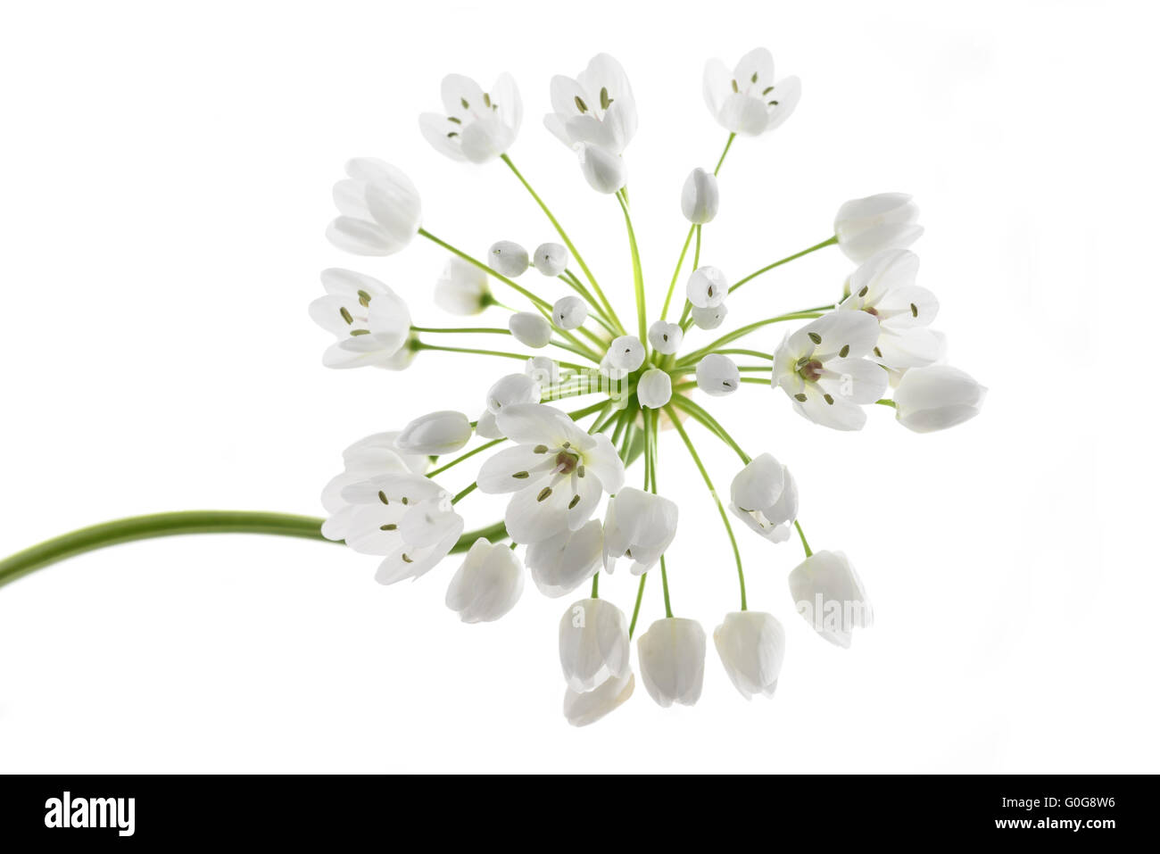 Bärlauch Blüten isoliert auf weißem Hintergrund Stockfoto