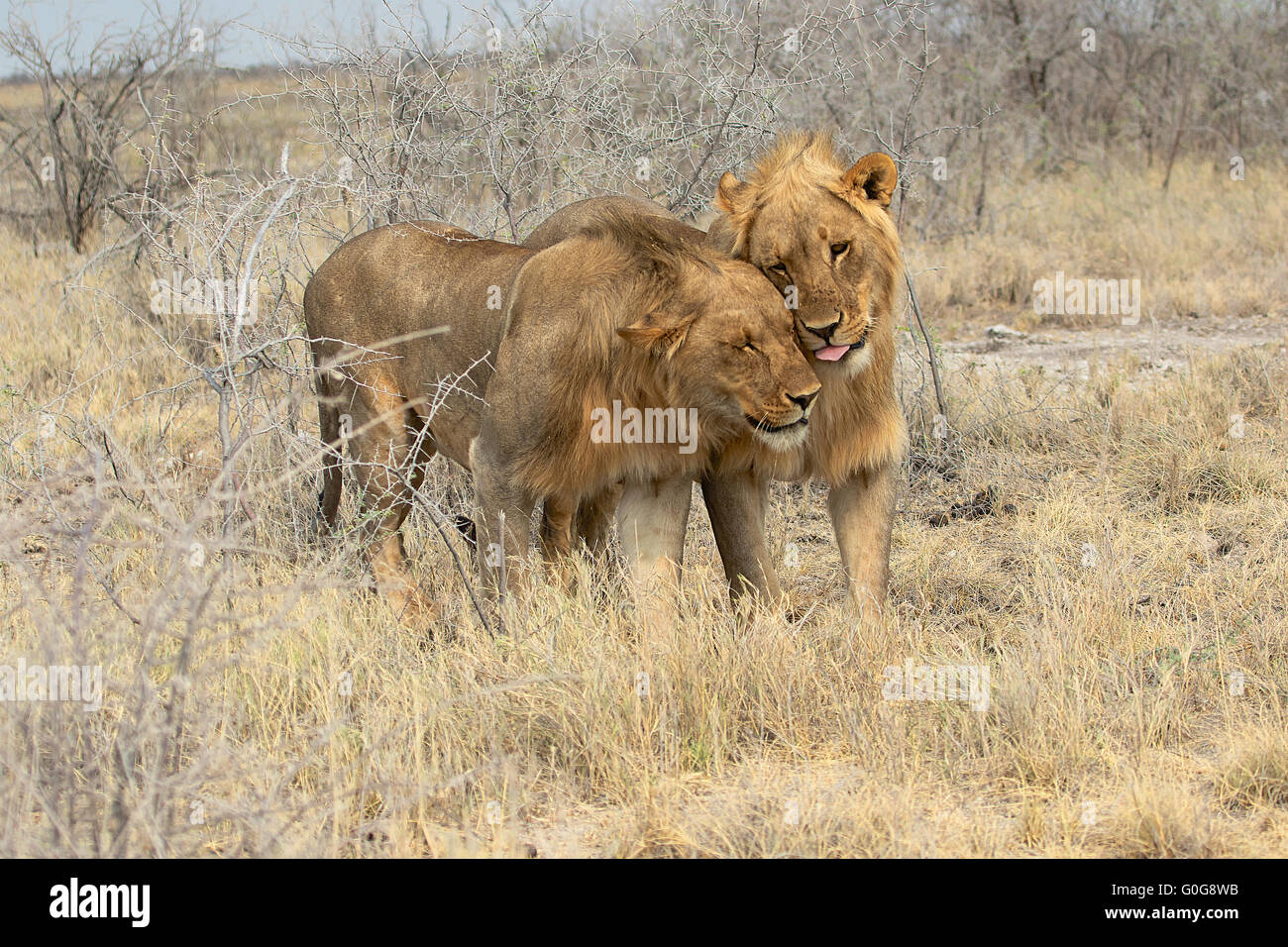 zarte Löwen im etosha Stockfoto