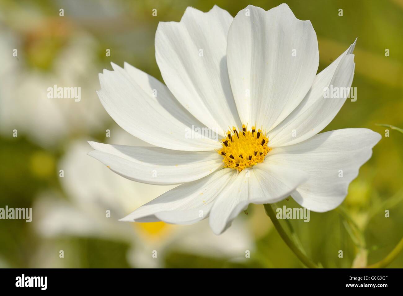 Mexikanische aster Stockfoto