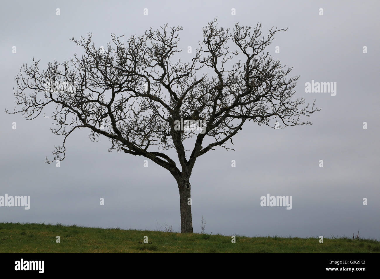Walnussbaum ohne Blätter Stockfoto, Bild 103621031 Alamy