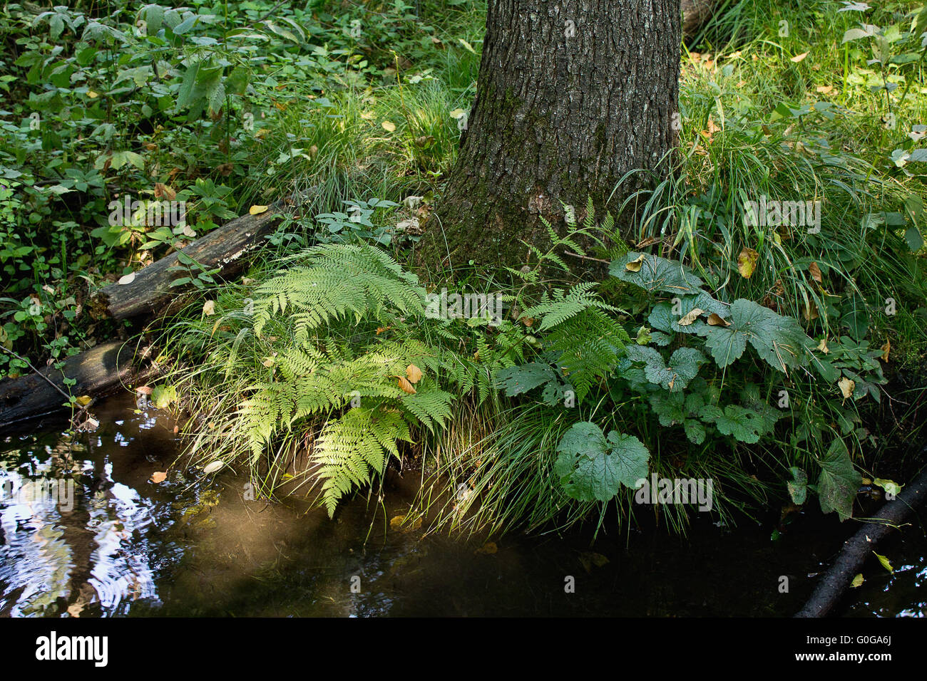 Baum im Busch am Ufer des Creek closeup Stockfoto