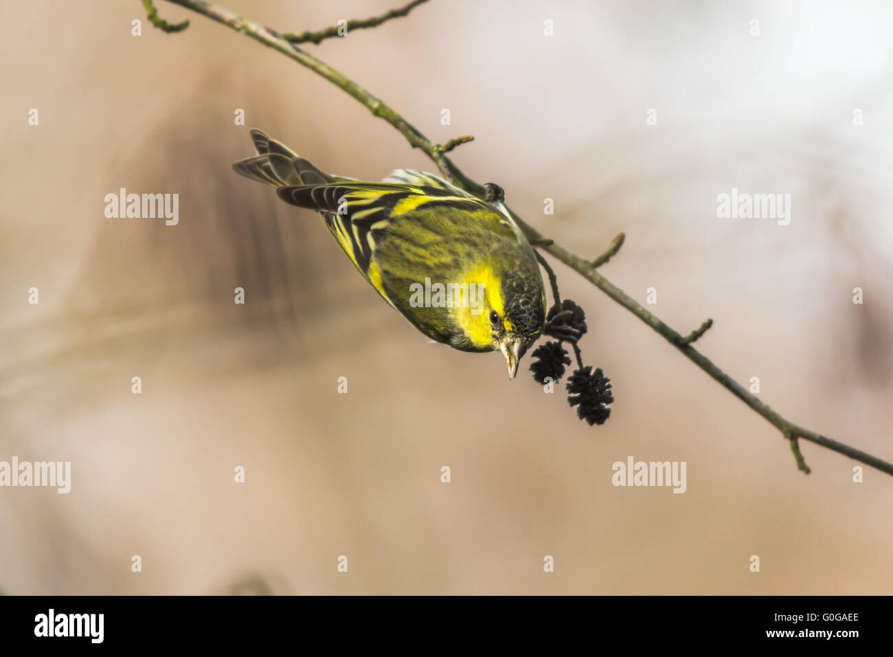 Gemeinsamen Zeisig (Zuchtjahr Spinus) Stockfoto