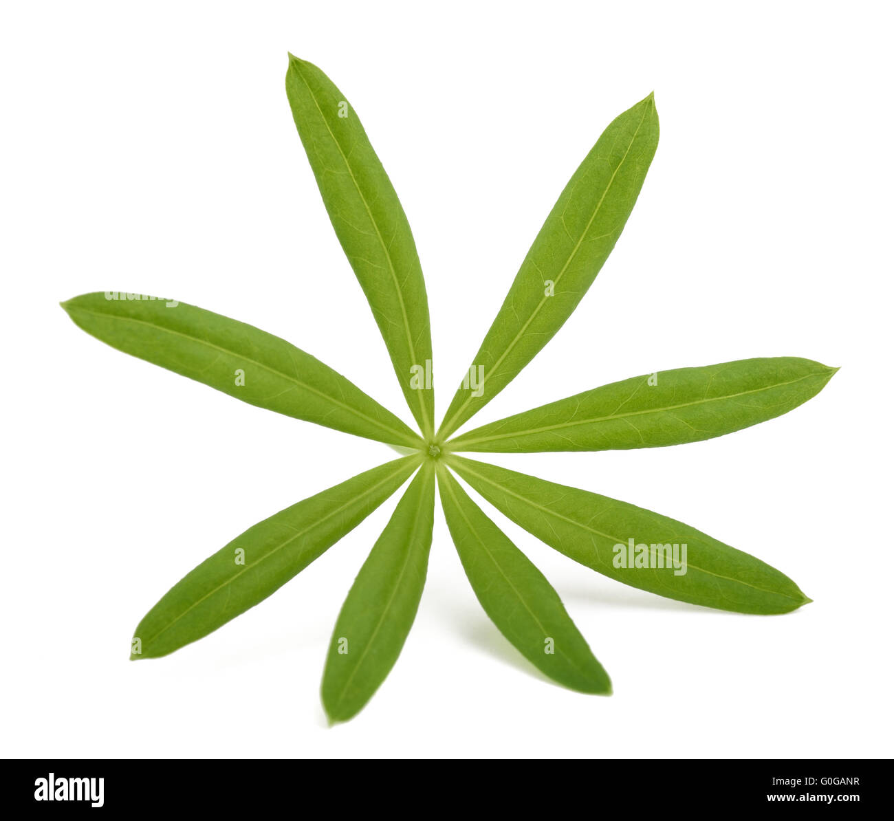 Frischen Waldmeister Blatt isoliert auf weißem Hintergrund ...